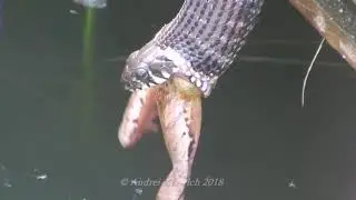 Snake and frog. Life and death.