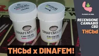 THCbd | Critical Kush🌳& Critical Plus🍋