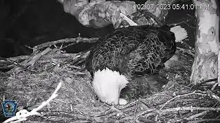 PA Farm Country Bald Eagles, 2/7/23 5:40 p.m., Egg 1