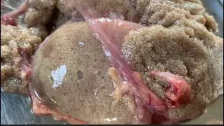 Fish Egg recipe | simple & tasty fish egg recipe | fish egg fry  |How to make Fish Egg recipe 