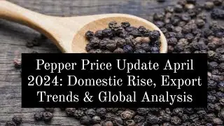 Pepper Price Update April 2024: Domestic Rise, Export Trends & Global Analysis