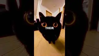 😼 CATS Can PREDICT DEATH? Science Says YES! ⚠️ #CreepyPets #Unexplained #Shorts