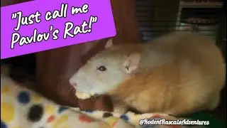 Fancy Rat learns a new trick #rattricks