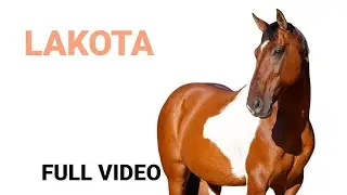 Carolina Sport Horses - Lakota