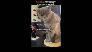 RANKING Funniest CAT & DOG Compilation from the week