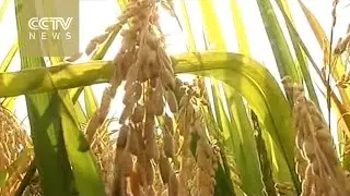 China&rsquo;s &ldquo;super rice&rdquo; to yield record 15 tons per hectare