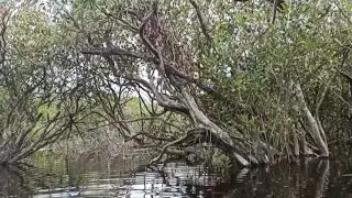 NAJUR IKAN TOMAN DI SPOT PINGGIRAN DANAU SEKAWI UMPAN IKAN LAIS HASILNYA JOSS