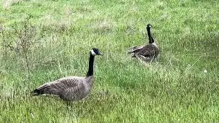 Peaceful nature moment with Canada geese and gosling baby geese.