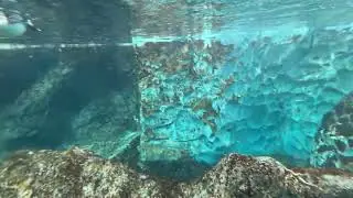 Penguin swimming in the Antarctica realm of Sea World Yas Island in Abu Dhabi, UAE