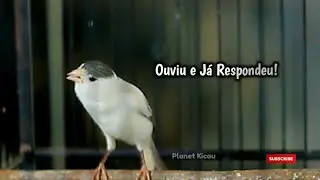 Som mágico para canário cantar na hora!‼️