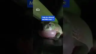 Громкий брачный крик древесной лягушки в садовом пруду