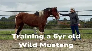 Gentling A Reactive 6 Year Old  Mustang! Here's how I did it and YOU can TOO!