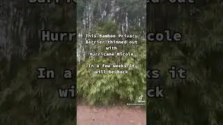 Wind Damage to Bamboo