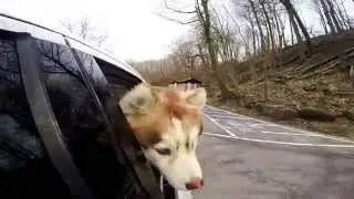Siberian Husky in Niagara Falls - GoPro Hero 4