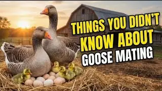 12 Things You DIDN'T KNOW About Goose Reproduction 🦢🥚