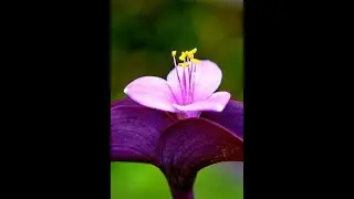 How to grow Purple Heart Spider Lily