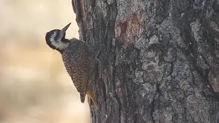 Bearded Woodpecker at Djuma Waterhole