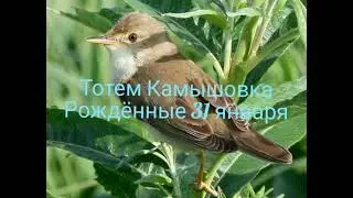 Тотем Камышовка рождённые 31 января