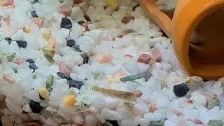 ハゼ科の川魚（ヨシノボリ？）の幼魚
