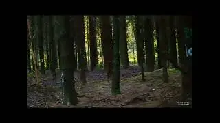 Grand cerf au saut de la ligne