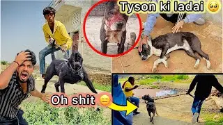 Golu lekar aaya Dangerous Pitbull 😑 || Tyson ki buri halat Hogyi