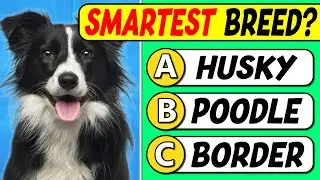 Вы эксперт по собакам? | Тест из 40 вопросов для настоящих любителей собак 🐶🧠