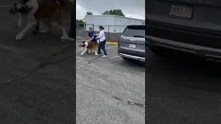 Aggressive st. Bernard?! ￼ #dogtrainer #obediencetraining #cujo ￼