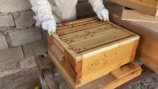 النحلة الاصيلة - نظام ابو سلمان ( الكشف على خلية الطابقين )بعد اكثر من شهر