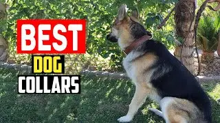 ✅Top 5 Best Dog Collars in 2025