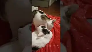 😍 Adorabili bellissimi gatti gemelli 🥰 Amazing twin cats 😘 Cute cats ❤️ #gatto #cats #animals #cute
