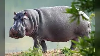 Common hippopotamus: the semi-aquatic giant