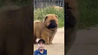 #dethuong #dog