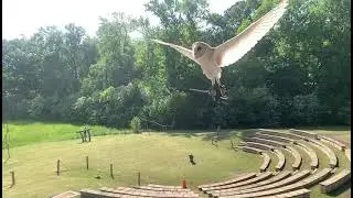 Barn Owl Training