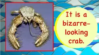 YETI CRAB FACTS FOR KIDS | WEIRD/STRANGE  ANIMALS | KIDS LEARNING EDUCATIONAL VIDEOS| DONUT KIDS  TV