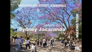 Sydney Jacaranda 🇦🇺 Season 2023 [Kirribilli, McDougall Street]
