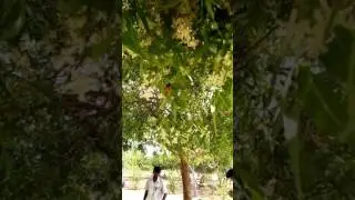 Bee the honey maker