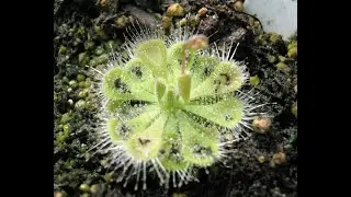 Drosera sessilifolia and Drosera burmanii snap tentacles