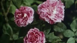 Modern Vampires - High Price (Official Music Video)