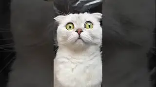 Try not to laugh - Funny cats😹😂 #funny #cat