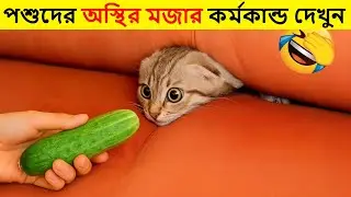 পশুদের মজার কর্মকান্ড ক্যামেরায় ধরা পড়া | Funny Animals Video 2026 (Part-25) | mayajaal