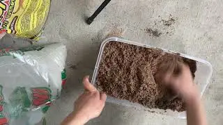 How to make Goliathus pupation substrate