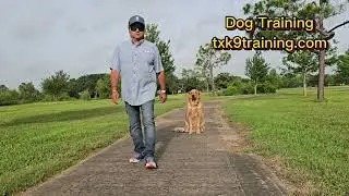 Dog Training