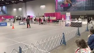 Nomi - first run in Novice B at the 2022 AKC National Obedience Classic