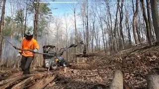 CLEANING THE FOREST