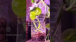 My propagation corner | So many plant cuttings 🌱 Multiplying existing plants