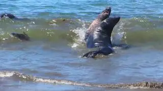 Measuring Up (Male Northern Elephant Seals) at Piedras Blancas Northern Elephant Seal Rookery