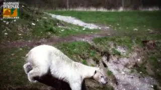 Isbj&oslash;rne i Skandinavisk Dyrepark