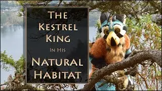 The Kestrel King | Sniper in his Natural Habitat