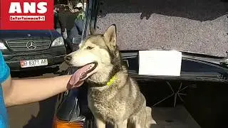 Top dog breeds//ANS Entertainment-1//