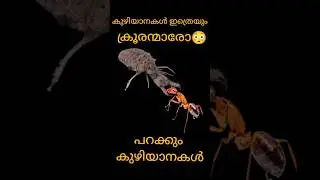 😳കുഴിയാനകൾ ഇത്ര ക്രൂരന്മാരാണോ? പറക്കും കുഴിയാനകൾ#youtubeshorts#facts#malayalam#shorts#short#viral